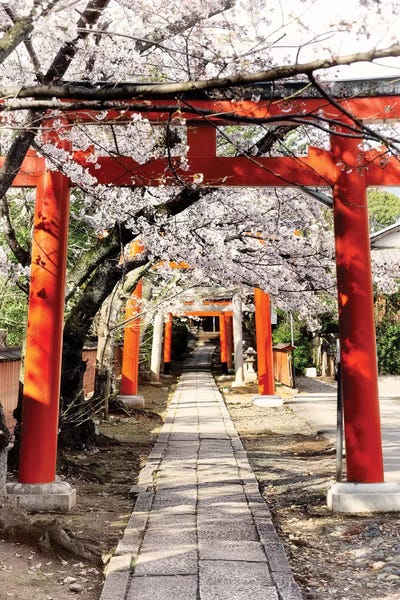 Japan: Cherry Blossoms And Torii by Philippe Hugonnard