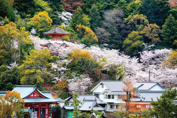 Cherry Trees: Miyajima Pagoda Cherry Blossom by Philippe Hugonnard