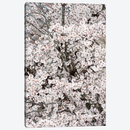Cherry Blossoms Sakura Canvas Print #PHD864} by Philippe Hugonnard Art Print