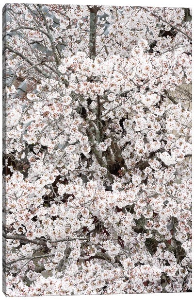 Cherry Blossoms Sakura Canvas Art Print - Cherry Blossom Art