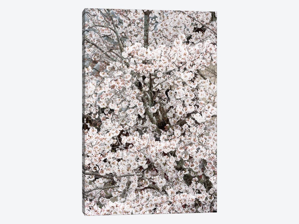 Cherry Blossoms Sakura by Philippe Hugonnard 1-piece Art Print