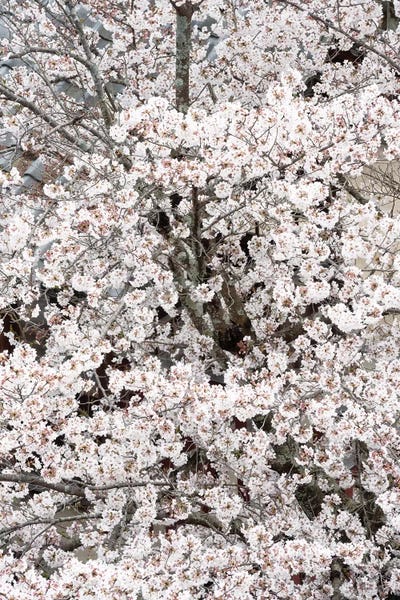 Cherry Trees: Cherry Blossoms Sakura by Philippe Hugonnard