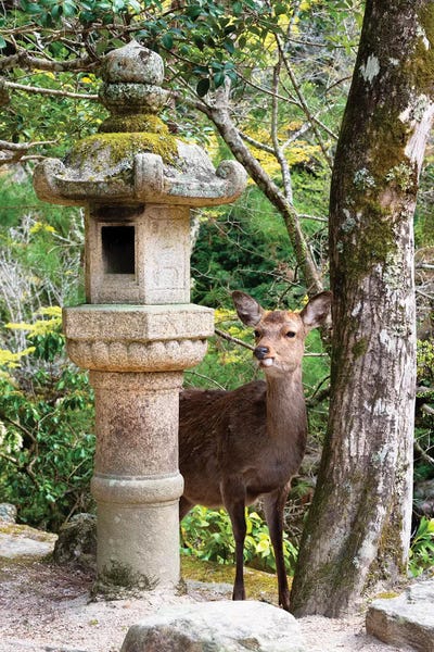 Japanese Culture: Deer In Miyajima by Philippe Hugonnard