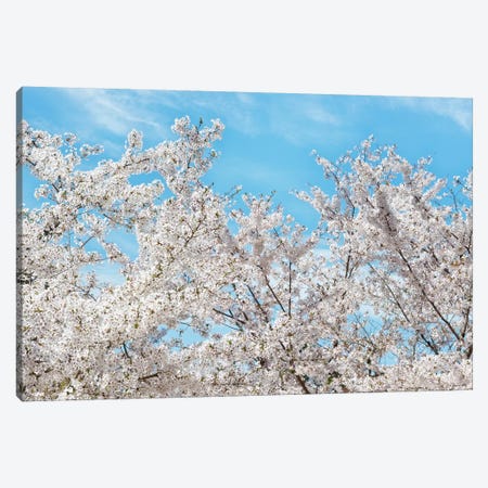 Famous Cherry Blossom Trees II Canvas Print #PHD866} by Philippe Hugonnard Canvas Art Print