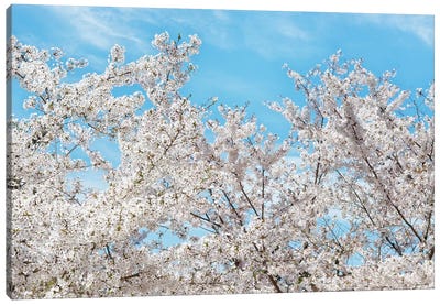 Famous Cherry Blossom Trees II Canvas Art Print - Japan Rising Sun