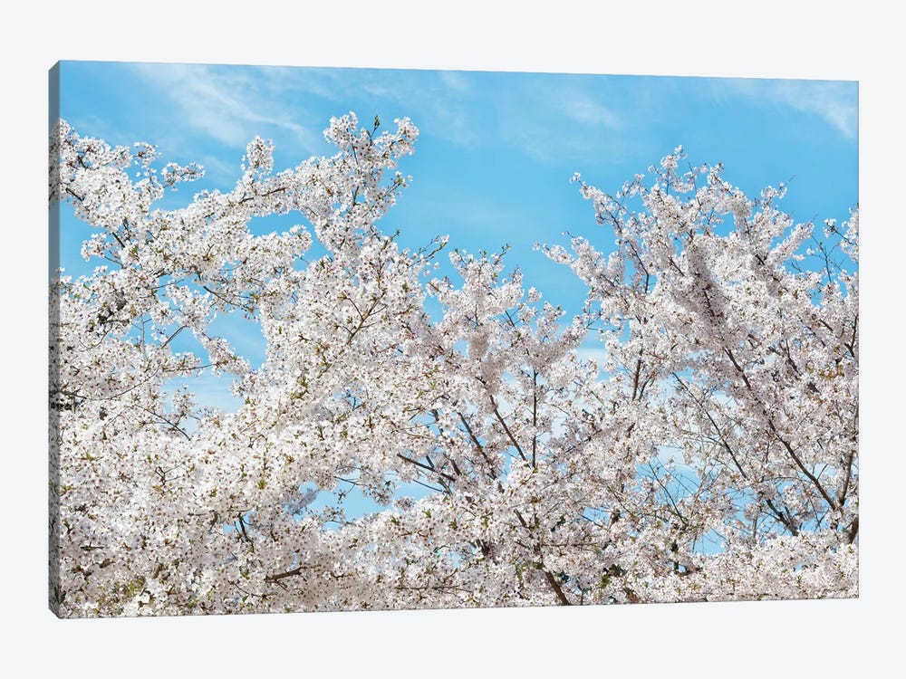 Famous Cherry Blossom Trees II by Philippe Hugonnard 1-piece Art Print