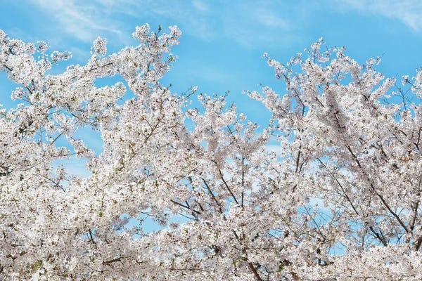 Cherry Trees: Famous Cherry Blossom Trees II by Philippe Hugonnard