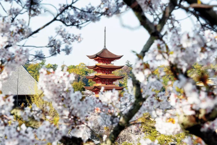 Beautiful Pagoda And Sakura In Miyajima