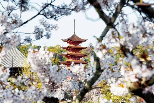 Pagodas: Beautiful Pagoda And Sakura In Miyajima by Philippe Hugonnard