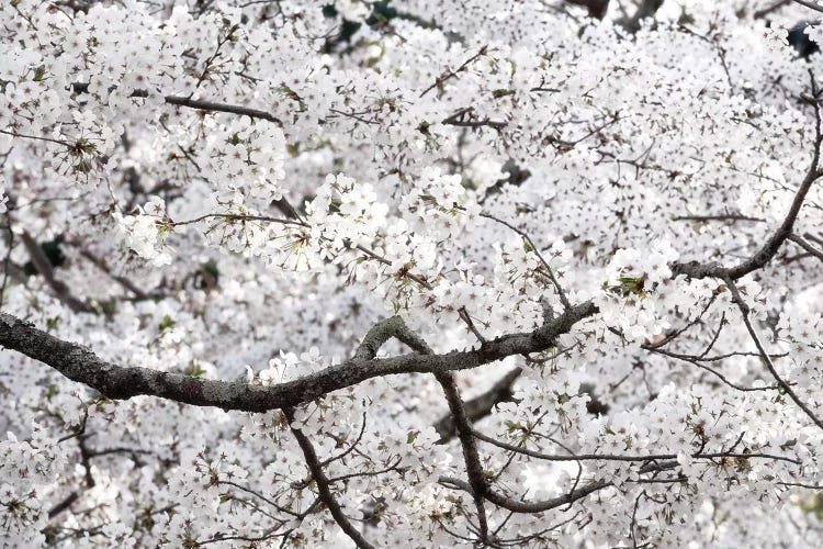 Sakura Cherry Blossom by Philippe Hugonnard wall art