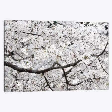 Sakura Cherry Blossom Canvas Print #PHD871} by Philippe Hugonnard Art Print