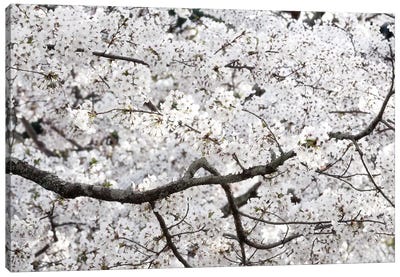 Sakura Cherry Blossom Canvas Art Print - Asian Décor