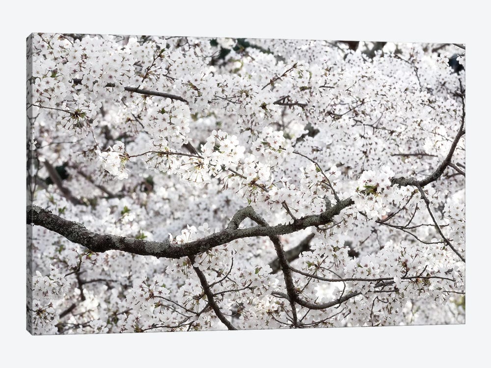 Sakura Cherry Blossom by Philippe Hugonnard 1-piece Art Print