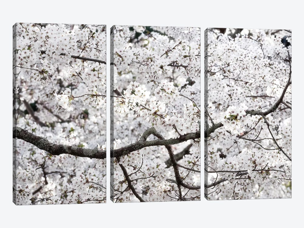 Sakura Cherry Blossom by Philippe Hugonnard 3-piece Canvas Art Print