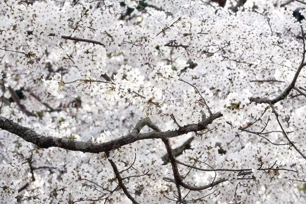 Asian Culture: Sakura Cherry Blossom by Philippe Hugonnard