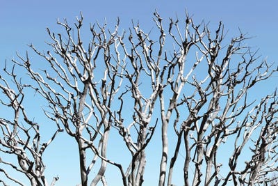 Pastel Tree by Philippe Hugonnard acrylic art print