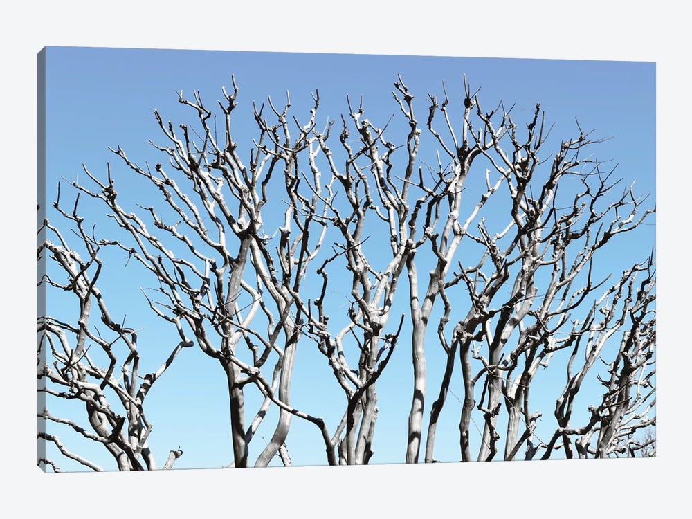 Pastel Tree by Philippe Hugonnard 1-piece Canvas Wall Art