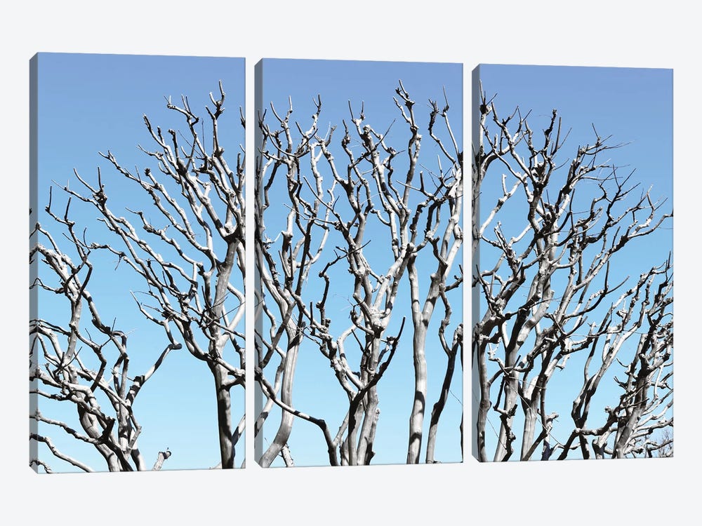 Pastel Tree by Philippe Hugonnard 3-piece Canvas Art