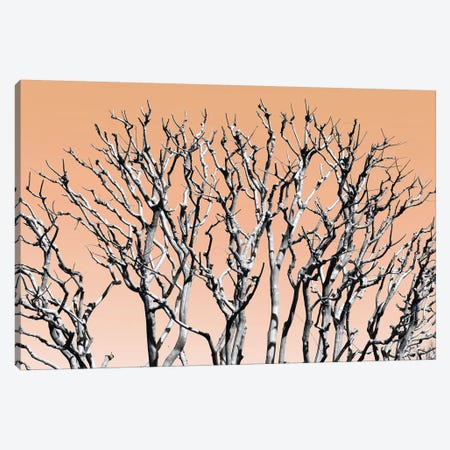 Pastel Tree II Canvas Print #PHD879} by Philippe Hugonnard Canvas Art Print