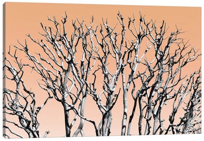Pastel Tree II Canvas Art Print - Japan Rising Sun