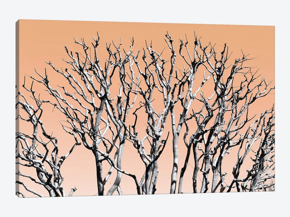 Pastel Tree II by Philippe Hugonnard 1-piece Canvas Art Print