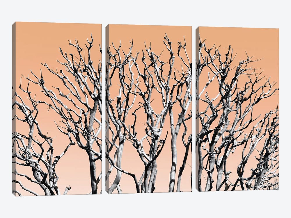 Pastel Tree II by Philippe Hugonnard 3-piece Canvas Print