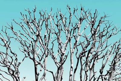 Pastel Tree III by Philippe Hugonnard acrylic art print