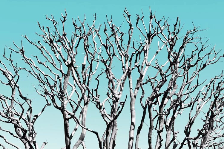 Pastel Tree III by Philippe Hugonnard wall art