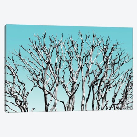 Pastel Tree III Canvas Print #PHD880} by Philippe Hugonnard Canvas Artwork