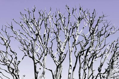 Pastel Tree IV by Philippe Hugonnard acrylic art print