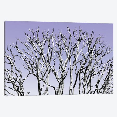 Pastel Tree IV Canvas Print #PHD881} by Philippe Hugonnard Canvas Art