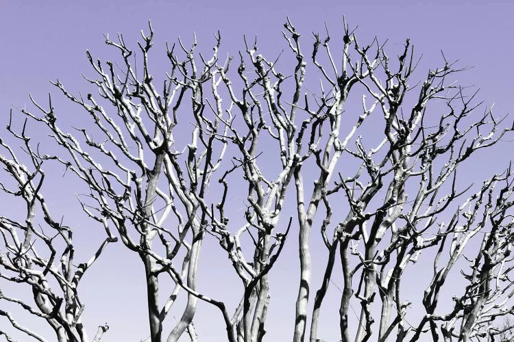 Pastel Tree IV by Philippe Hugonnard wall art
