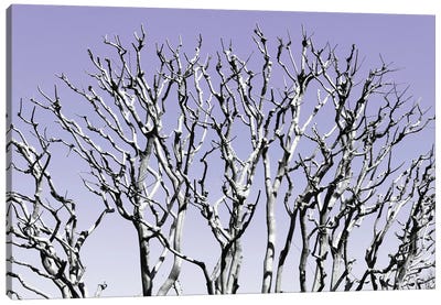 Pastel Tree IV Canvas Art Print - Japan Rising Sun