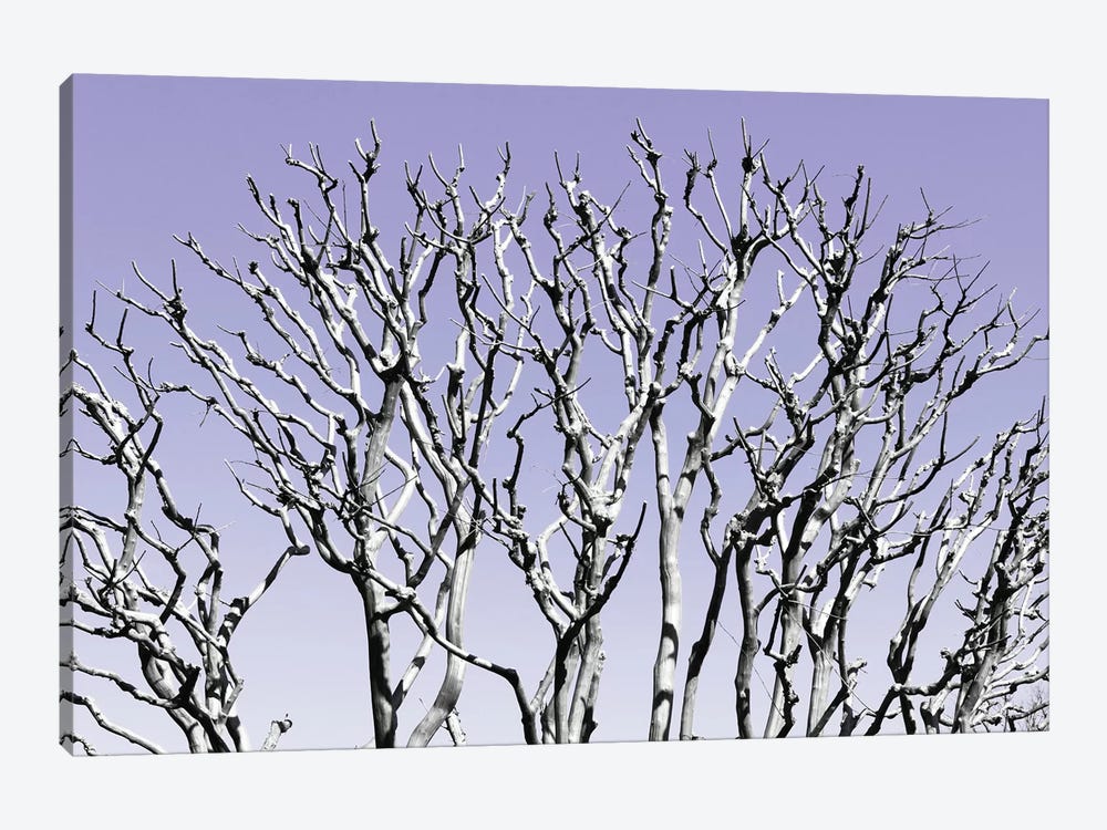 Pastel Tree IV by Philippe Hugonnard 1-piece Canvas Wall Art