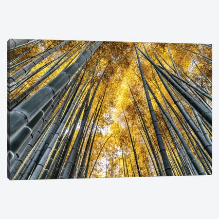 Kyoto Bamboo Forest Canvas Print #PHD886} by Philippe Hugonnard Art Print