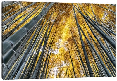 Kyoto Bamboo Forest Canvas Art Print - Bamboo Art