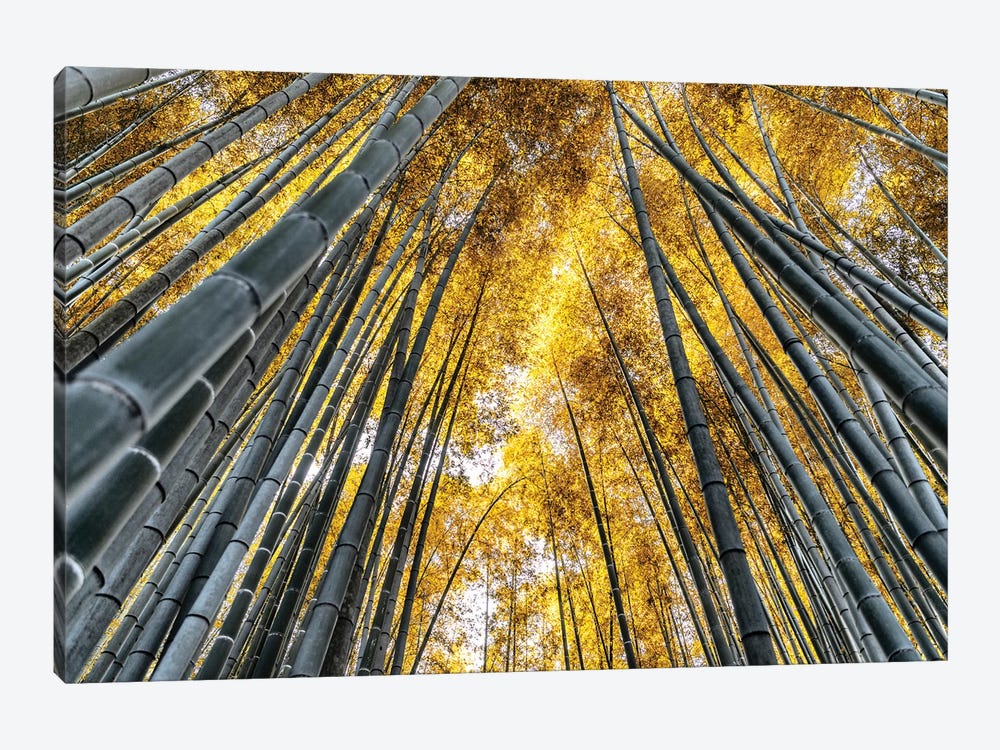 Kyoto Bamboo Forest by Philippe Hugonnard 1-piece Art Print