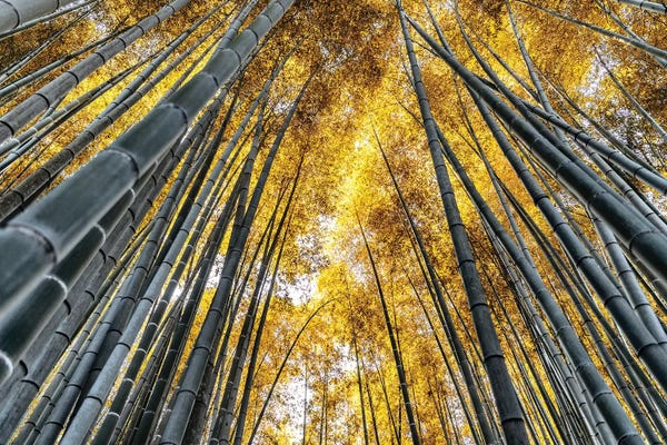 Bamboo: Kyoto Bamboo Forest by Philippe Hugonnard