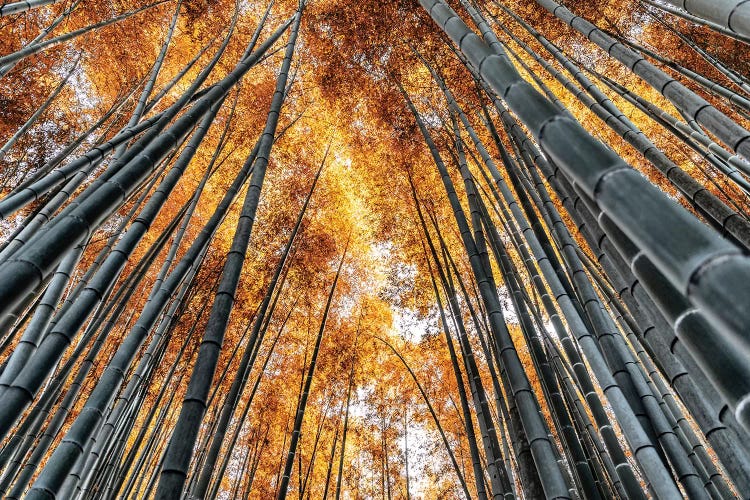 Kyoto Bamboo Forest II