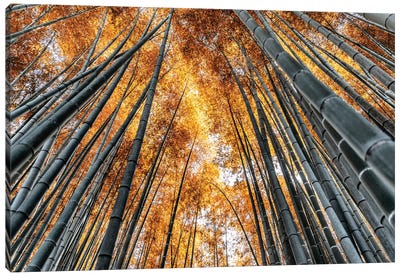 Kyoto Bamboo Forest II Canvas Art Print - Kyoto