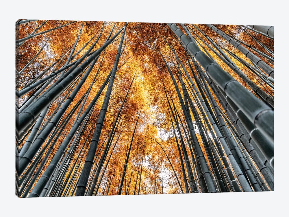 Kyoto Bamboo Forest II by Philippe Hugonnard 1-piece Canvas Wall Art