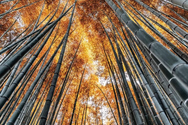 Bamboo: Kyoto Bamboo Forest II by Philippe Hugonnard