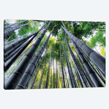 Kyoto Bamboo Forest III Canvas Print #PHD888} by Philippe Hugonnard Canvas Art
