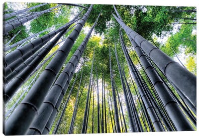 Kyoto Bamboo Forest III Canvas Art Print - Bamboo Art