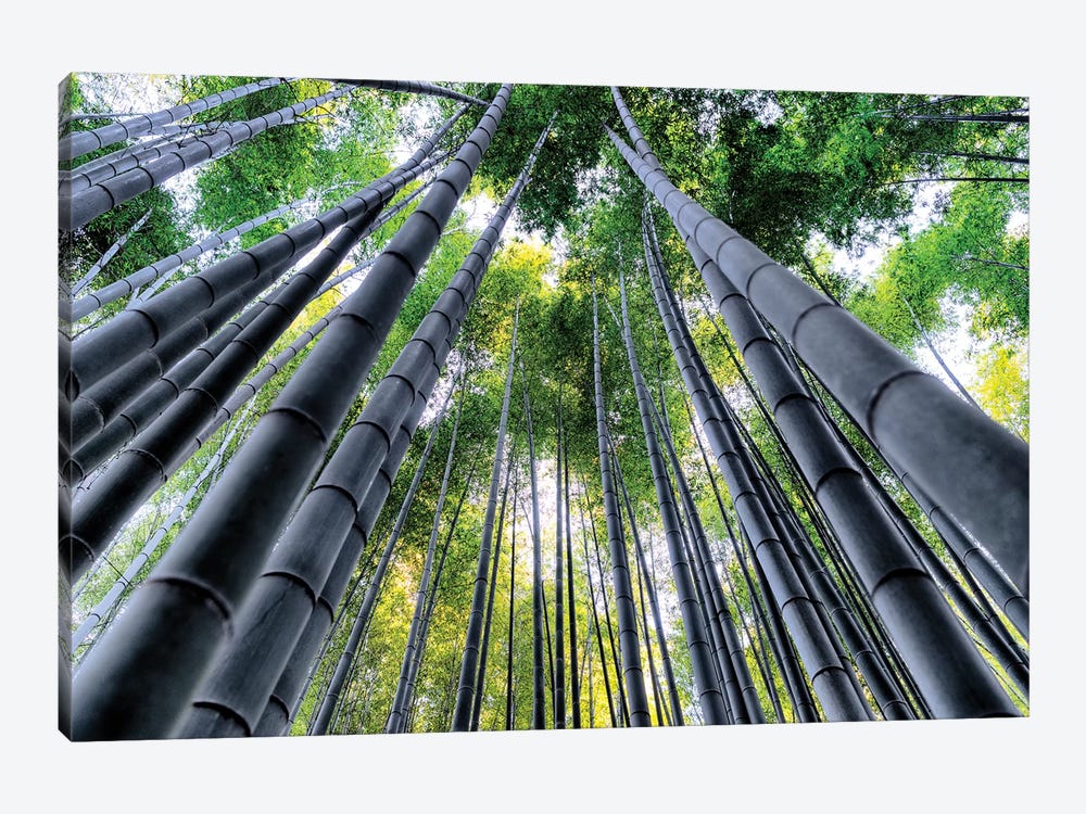 Kyoto Bamboo Forest III by Philippe Hugonnard 1-piece Canvas Print