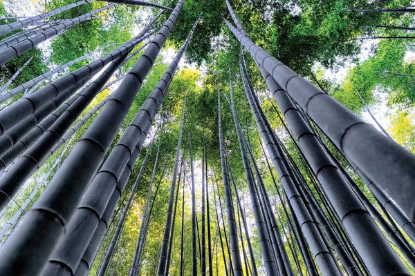 Bamboo: Kyoto Bamboo Forest III by Philippe Hugonnard