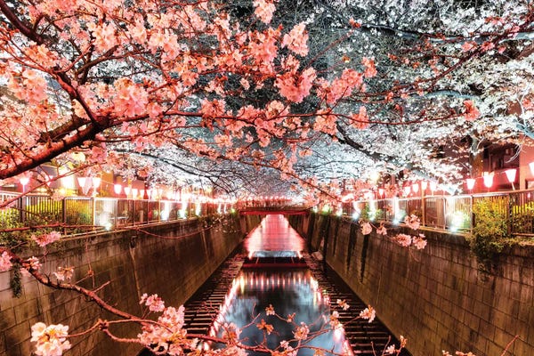 Cherry Trees: Cherry Blossom At Meguro Canal by Philippe Hugonnard