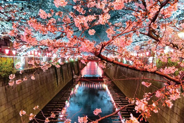 Cherry Trees: Cherry Blossom II At Meguro Canal by Philippe Hugonnard