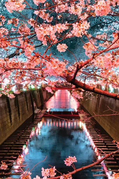 Cherry Trees: Cherry Blossom III At Meguro Canal by Philippe Hugonnard