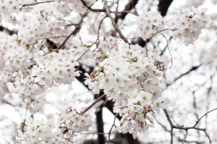 White Sakura Cherry Blossom